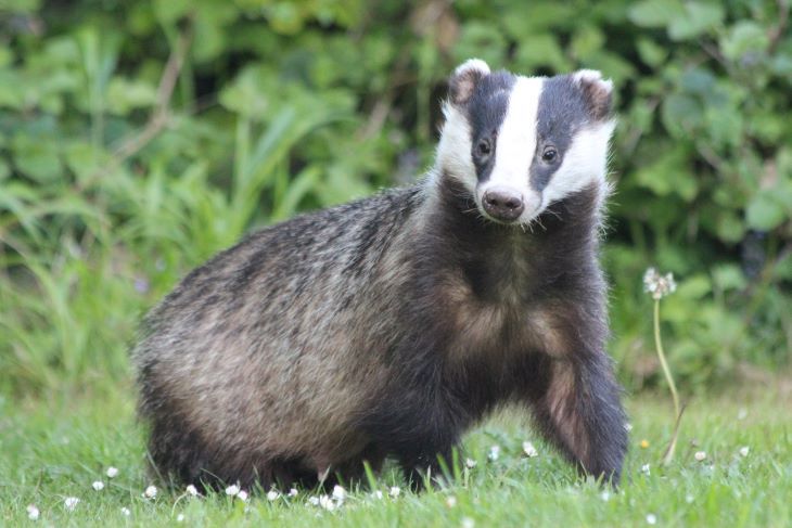 Our Badger Beard Oil Review
