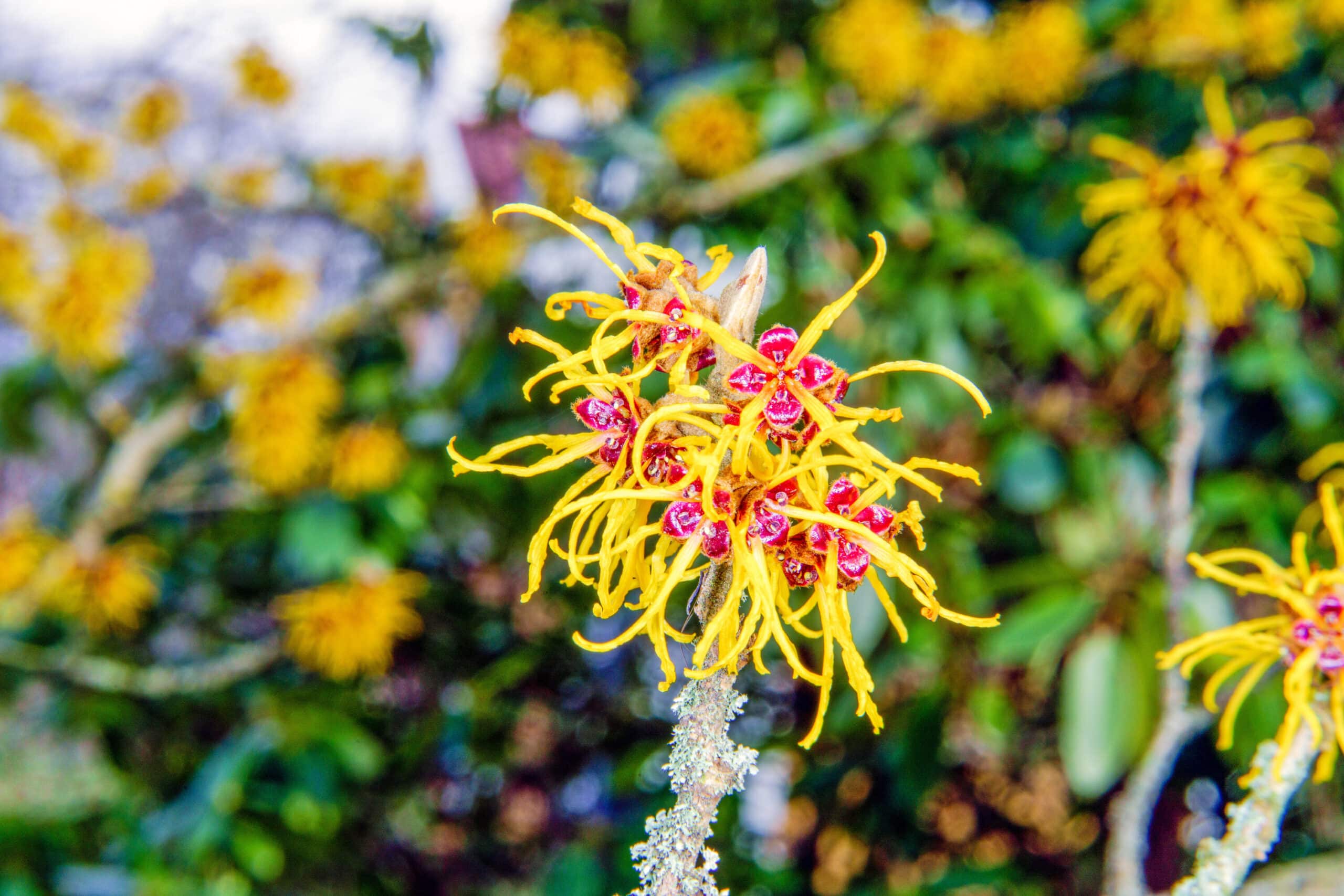 What is Witch Hazel