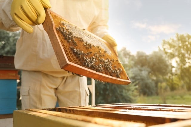 Can You Use Beeswax as an Aftershave Alternative?